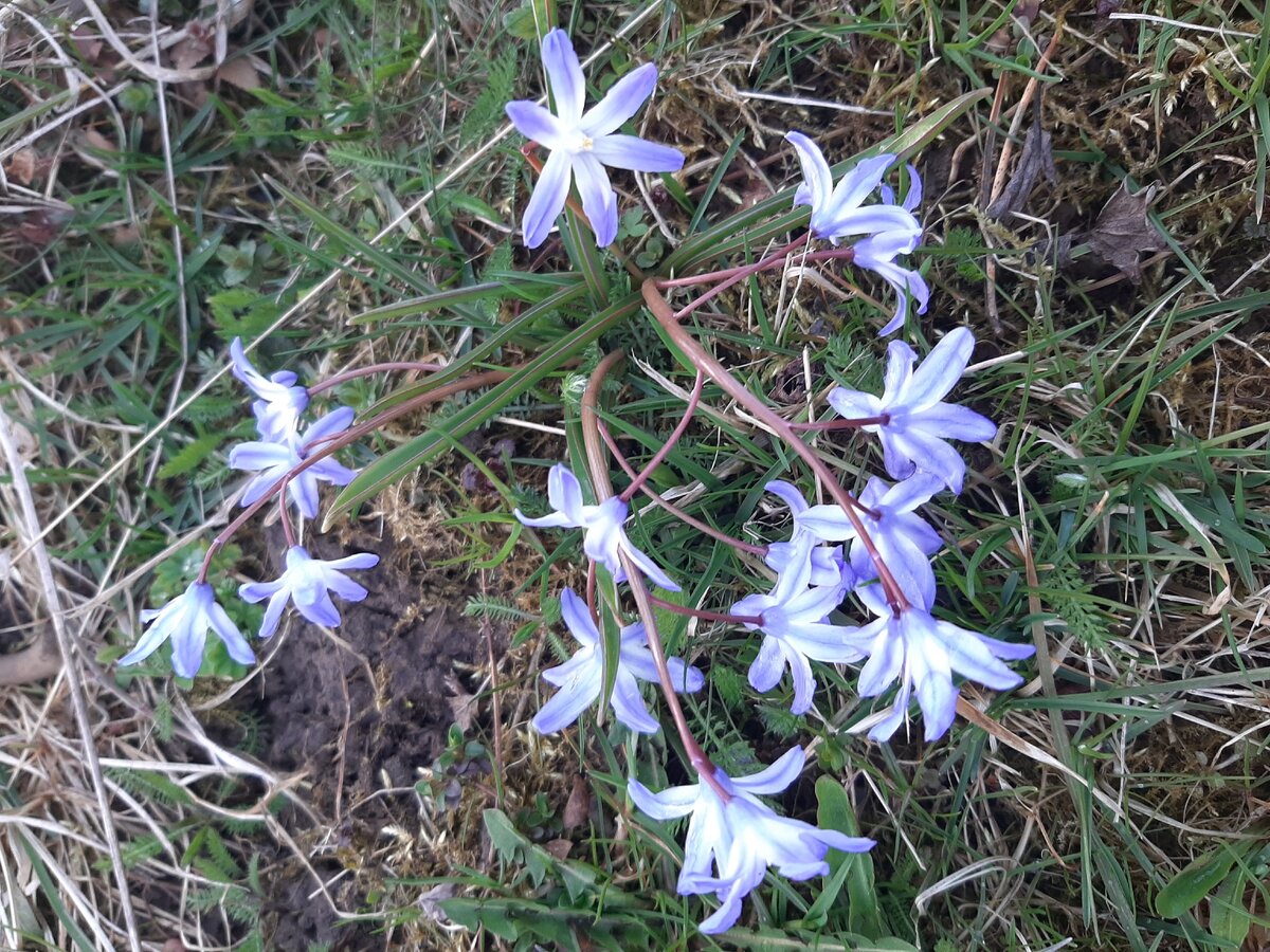 Розы для анюты. Цветочница анюта последние публикации. Цветочница анюта последние публикации. Анюта цветочница саратов. Цветочница анюта дзен.