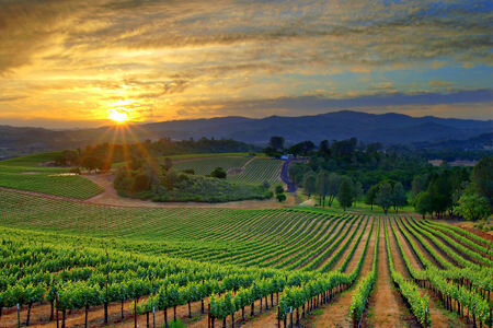 Виноградники Аргентина регион Мендоса