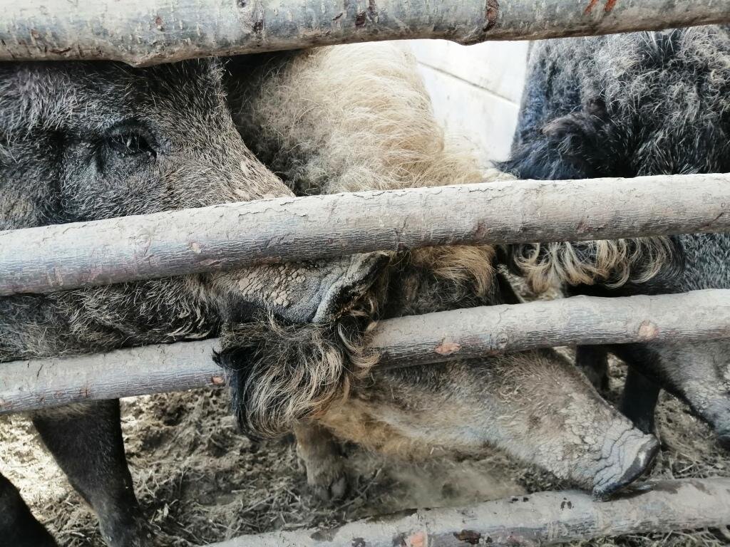 Сегодня у нас уже больше ответов, чем вопросов о венгерской мангалице