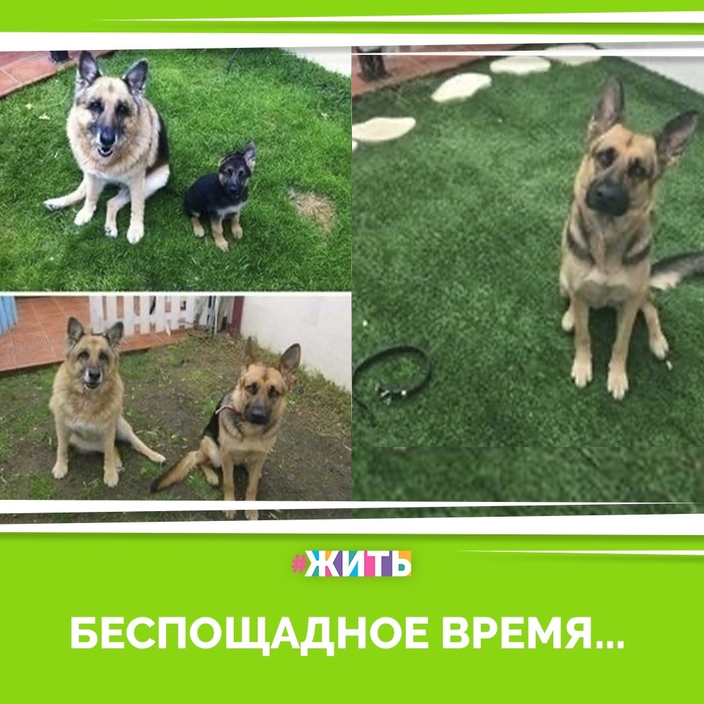 Время — это то, что мы не видим, но всегда ощущаем. Многое с его течением становится только прекраснее, словно эликсир, а что-то — разрушается. Но, так или иначе, годы оставляют неизгладимый отпечаток на всем🙌

Мы собрали для вас фотографии, которые показывают необратимый бег времени😌

#жить #проектжить #время #люди #животные