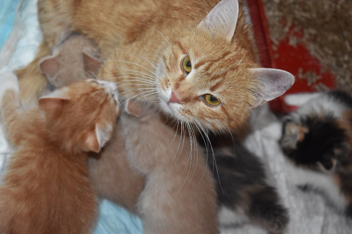 Рыжуля и малыши