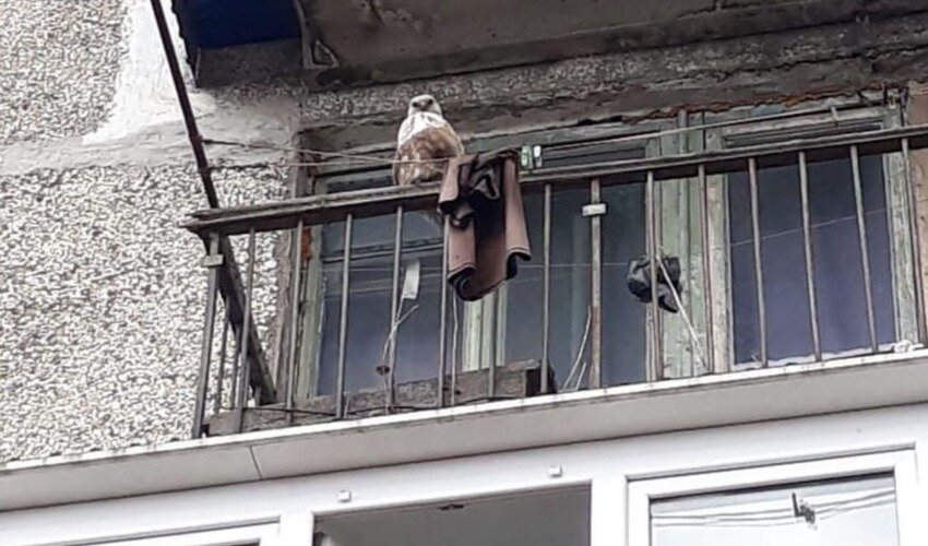 Фото: Telegram-канал «Информ-бюро.Корсаков»