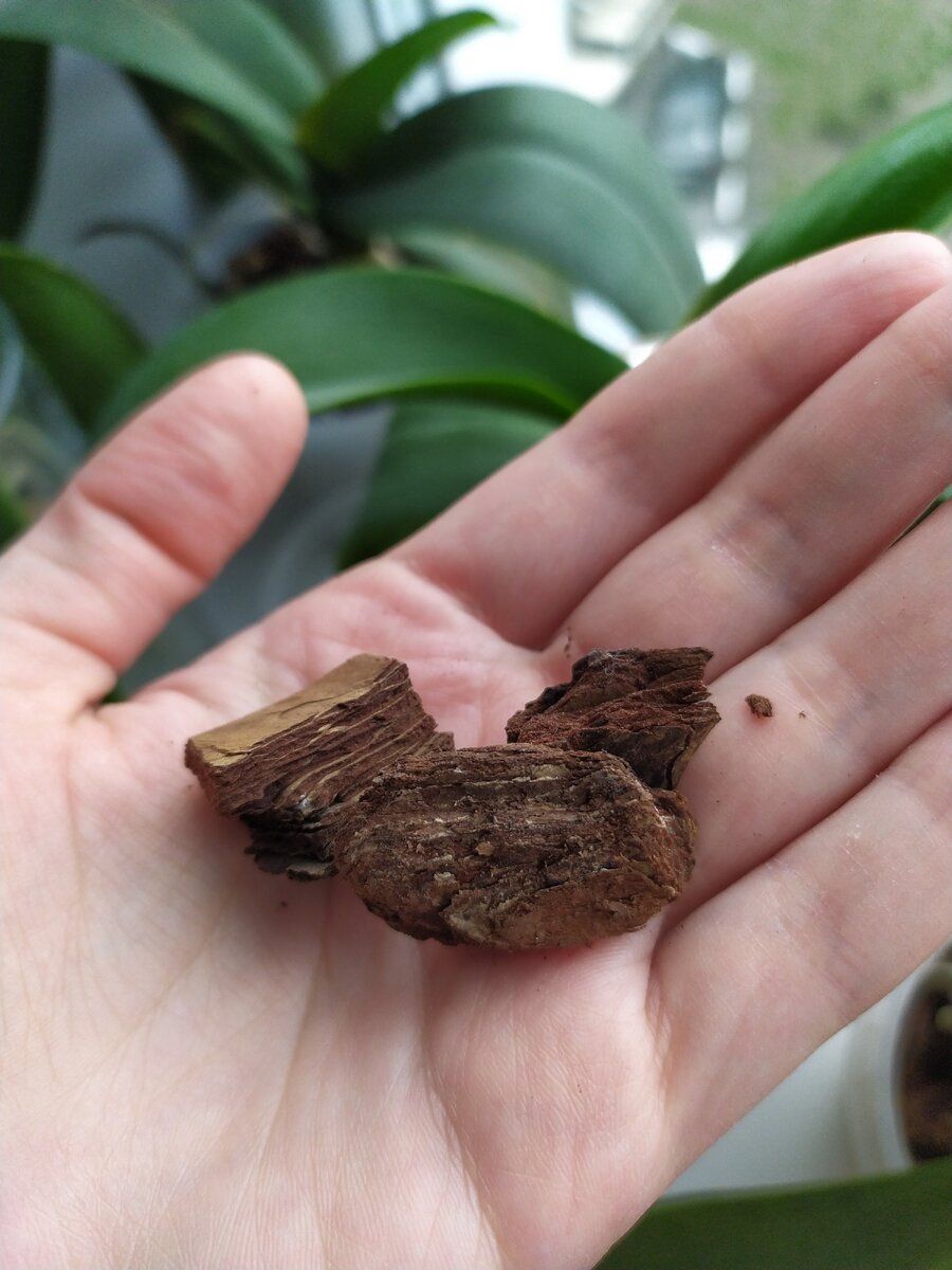 Сосновая кора