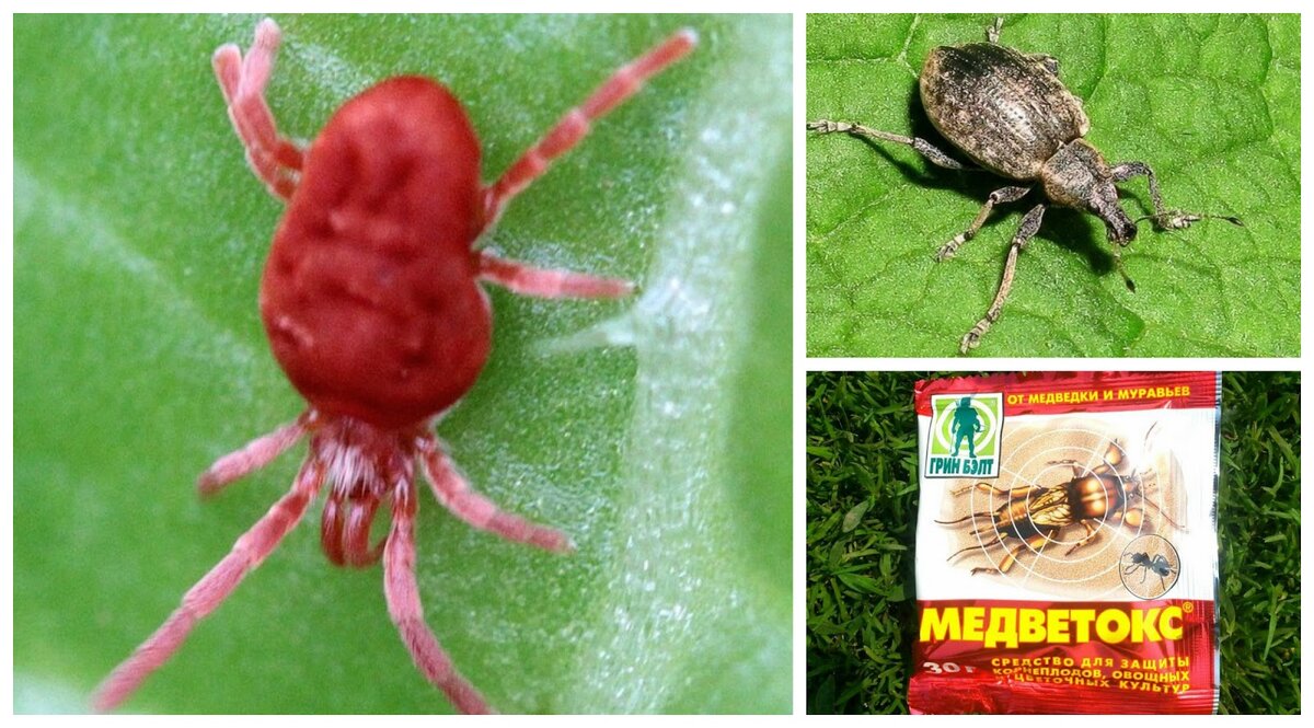 Медветокс, паутинный клещ и долгоносик