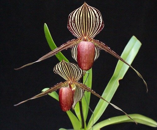 paph. rothschildianum × sib