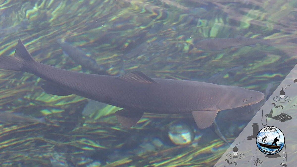 Российская "рыба-фугу"