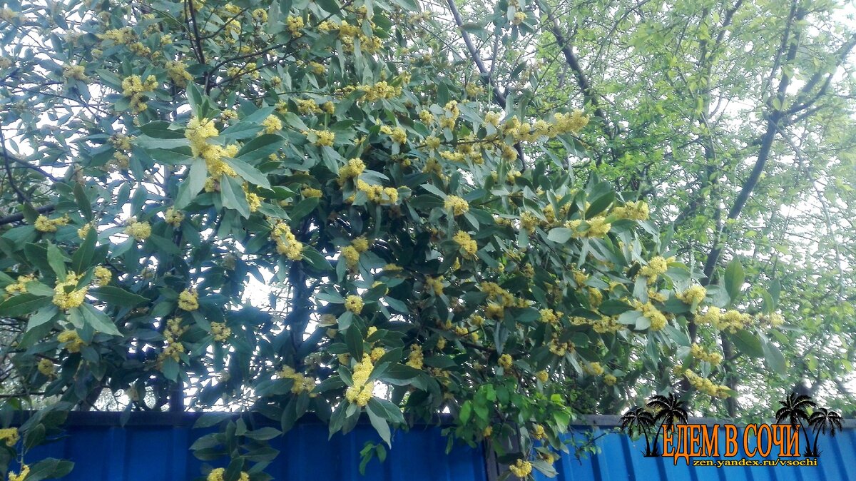 Едем в Сочи. Лавровый лист.