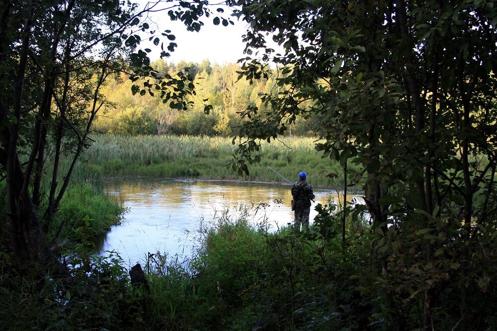 Есть ли в Карелии ядовитые рыбы? | Природа Карелии | Дзен