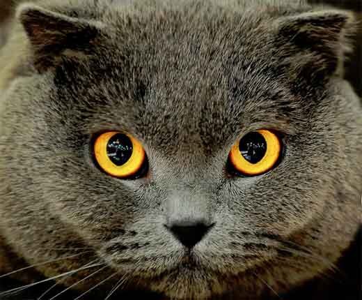 Глаза – это очень нежный и уязвимый орган. Не все представители кошачьих способны качественно следить за состоянием своих глазок. Особое внимание необходимо уделять длинношерстным породам.