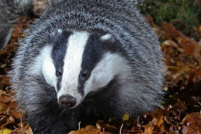 За счет природной мании к чистоте, зверек вырывает для остатков еды, испражнений специальные ямки рядом с норой и очень аккуратен в этом. Постоянные норы могут содержать огромные и ветвистые тоннели, галереи под землей и спальные отсеки – весь этот подземный мир барсука предназначается для выведения своего потомства в покое и стабильности. Вес особи в диапазоне 22-28 килограмм, рост максимально достигает 95 сантиметров. Животное крупное.