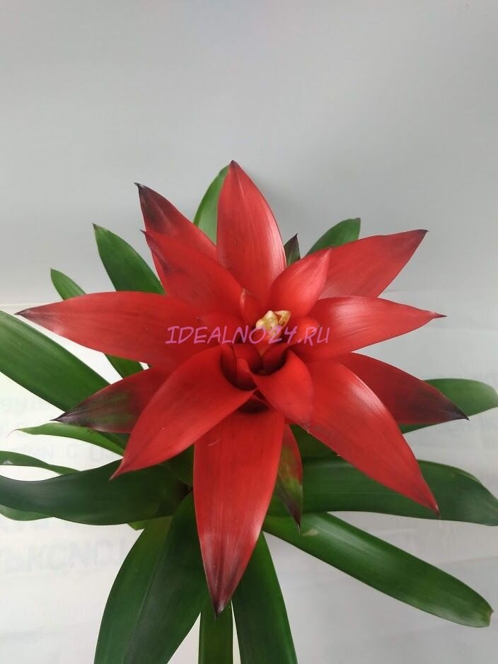 Гузмания с сайта  www.idealno24.ru