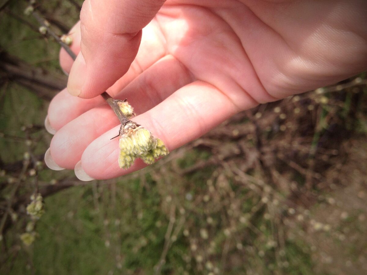 Куст, дай лапу...!)))) 