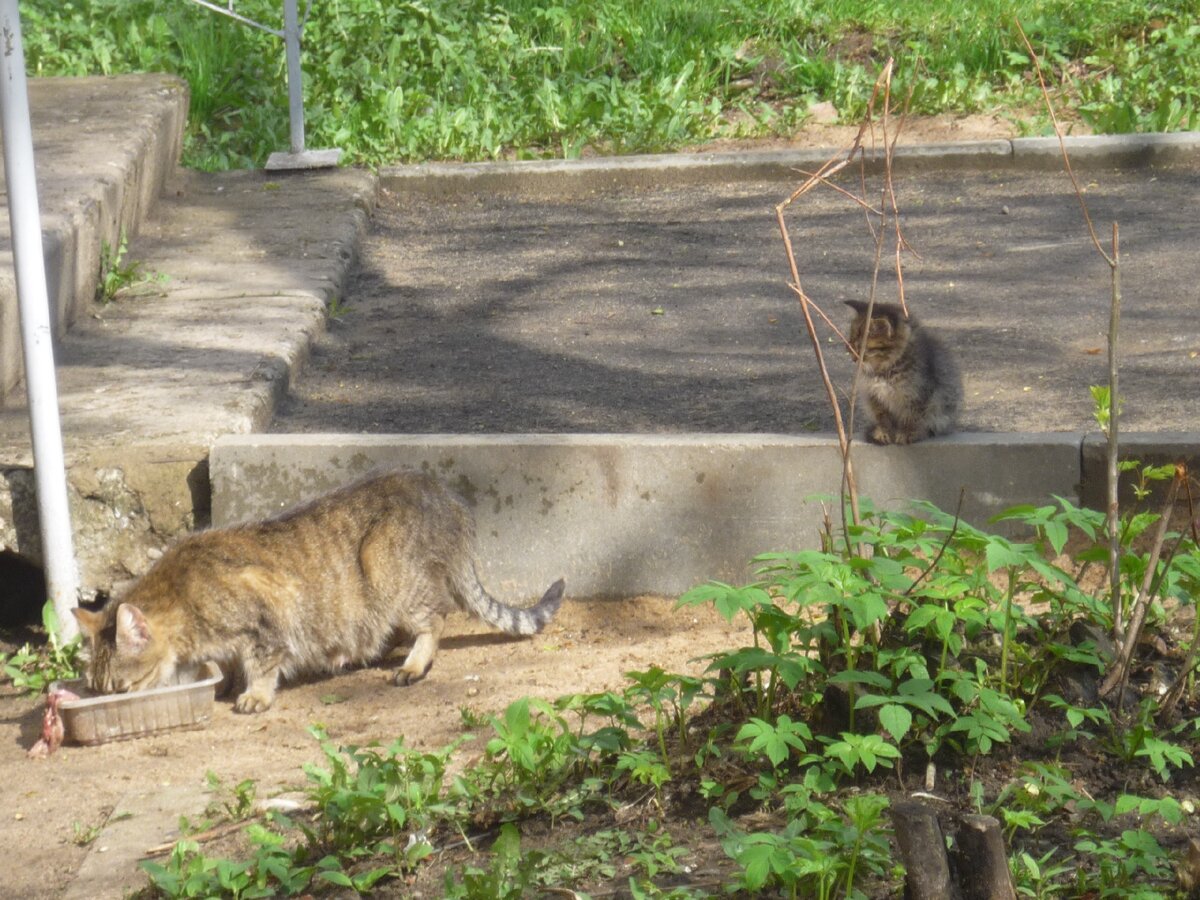 Ну разве не милашки?