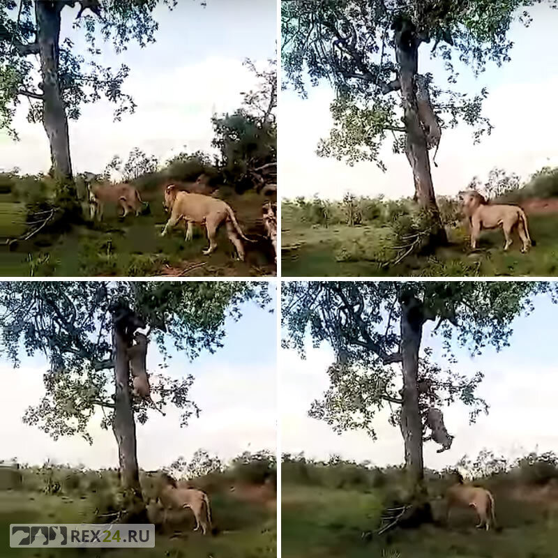  Фото: скиншот из видео