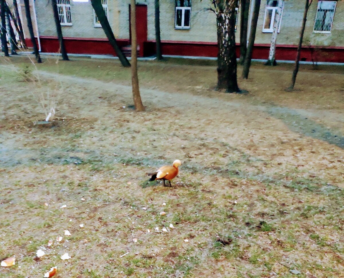 Дикие утки в московских дворах