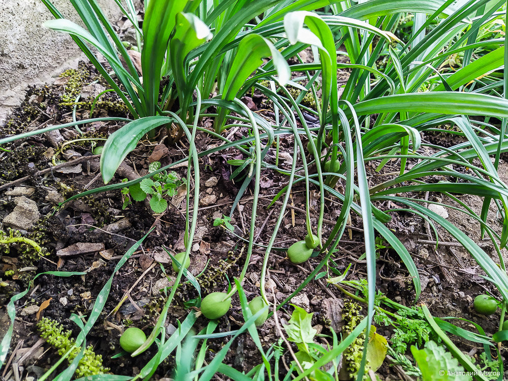 Странные плоды в нашем крымском саду