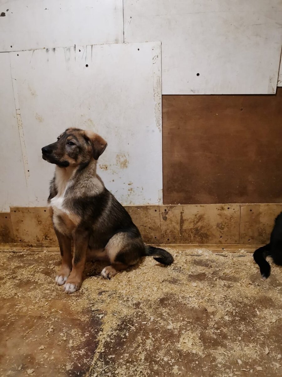 А я Д'Артаньян