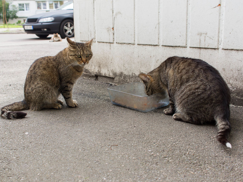 Кормление уличных кошек