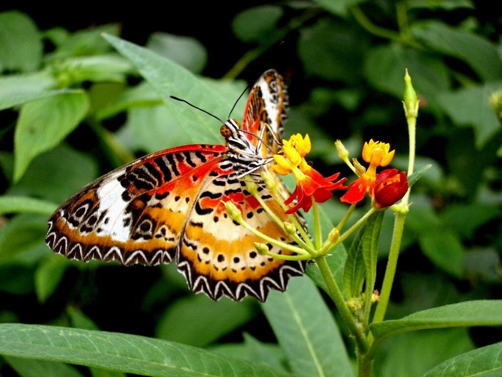 яндекс картинки 