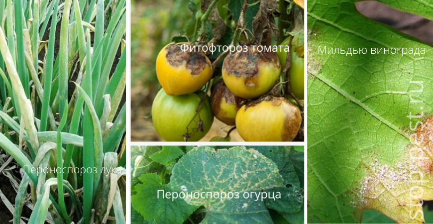 Примеры болезней растений, вызванных грибковым заражением, фото сайта https://stop-pest.ru