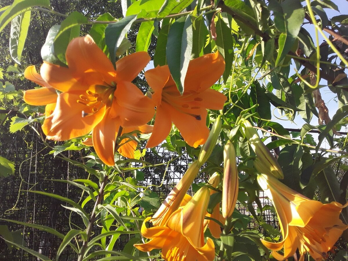 Лилия трубчатая, сорт African Queen 