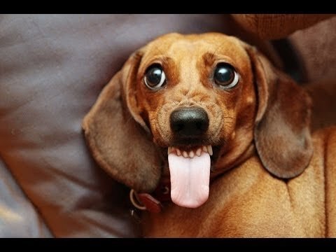 Эта история произошла в Иллинойсе в 2008 году. Такса прикусила большой палец, когда спала. Женщина страдала от диабета, который, должно быть, вызвал снижение чувствительности нервных окончаний в ее пальцах. Она ничего не чувствовала во сне.