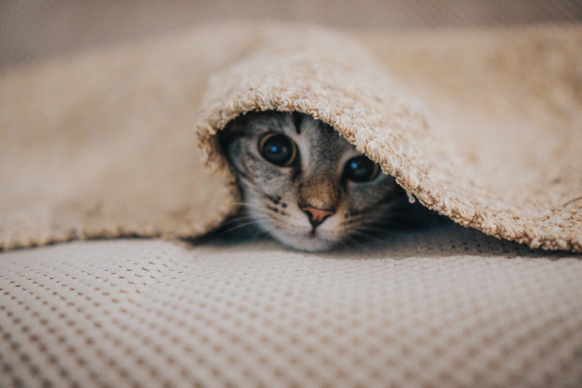 Кот прячется под диваном в новом доме