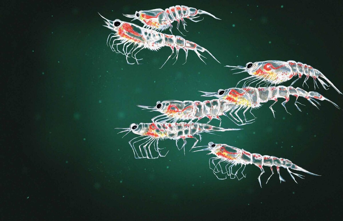 In constant darkness, Arctic krill migrate by twilight and the Northern Lights P