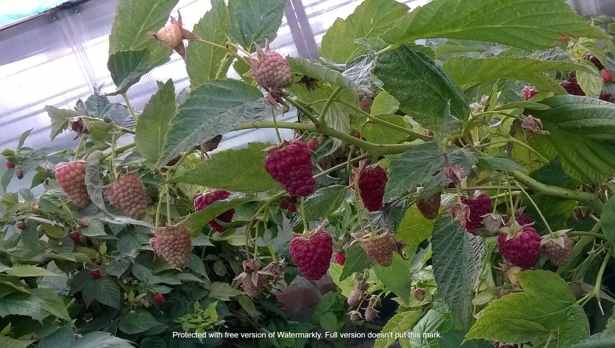Малины ремонтантная "Дочь Геракла"