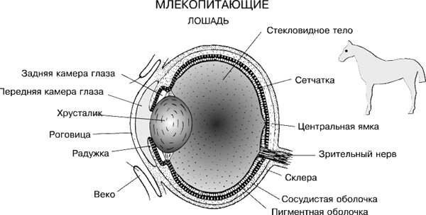 Маленький Саша. Часть 1. До главы 17