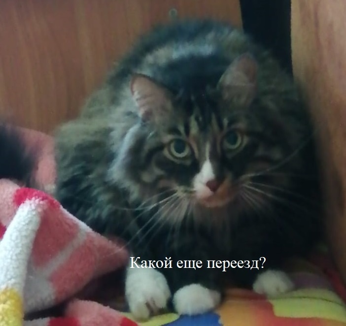 Настоящий собственник, фото автора