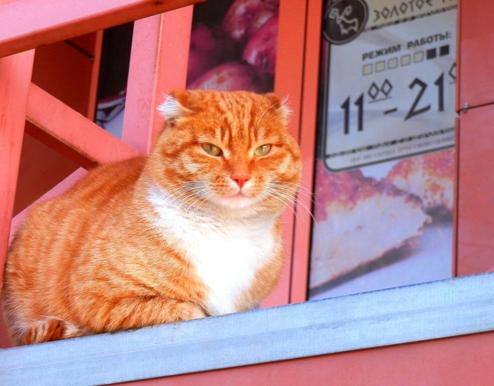 Кот - хранитель.