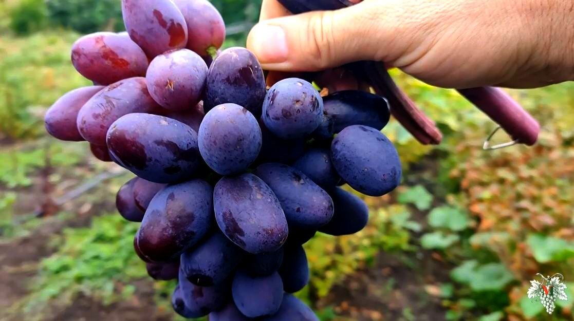 Описание винограда Эмир