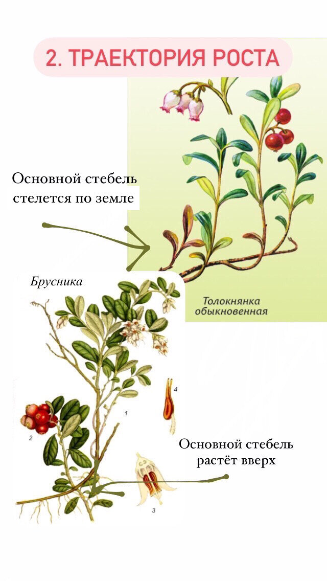 толокнянка и брусника отличия