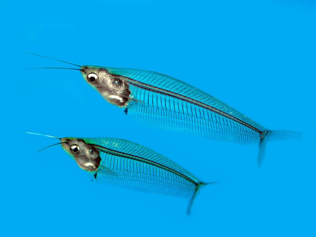 Фото из Яндекс.Картинки