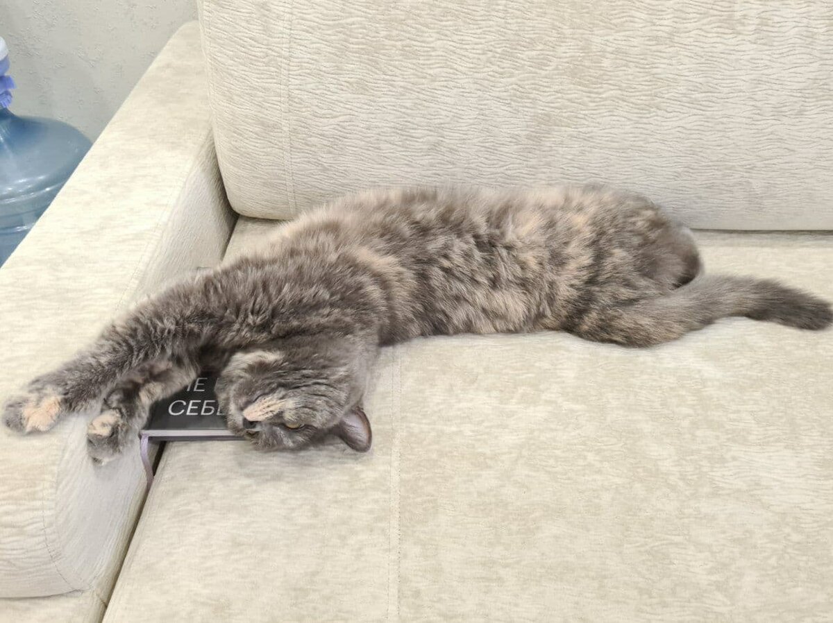 Почему ты не можешь также кайфово спать?