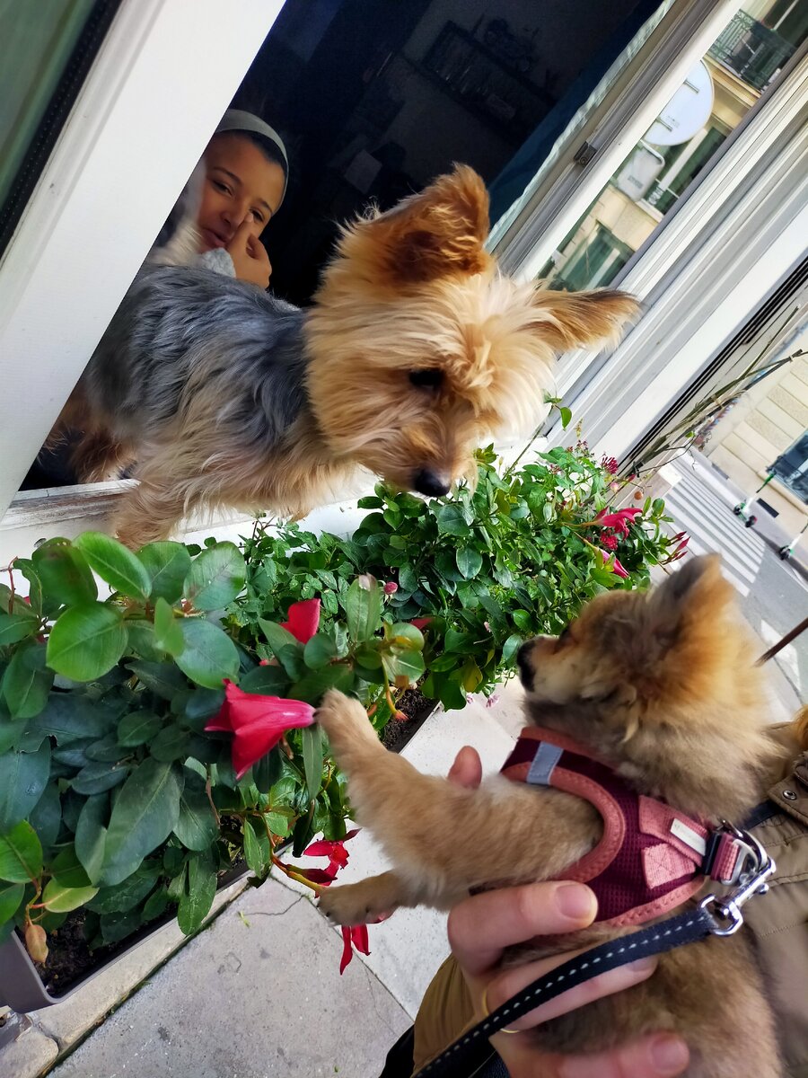 Недавно увидели в одном из Парижских окон йокшира. Муж и тут мимо не прошел)))