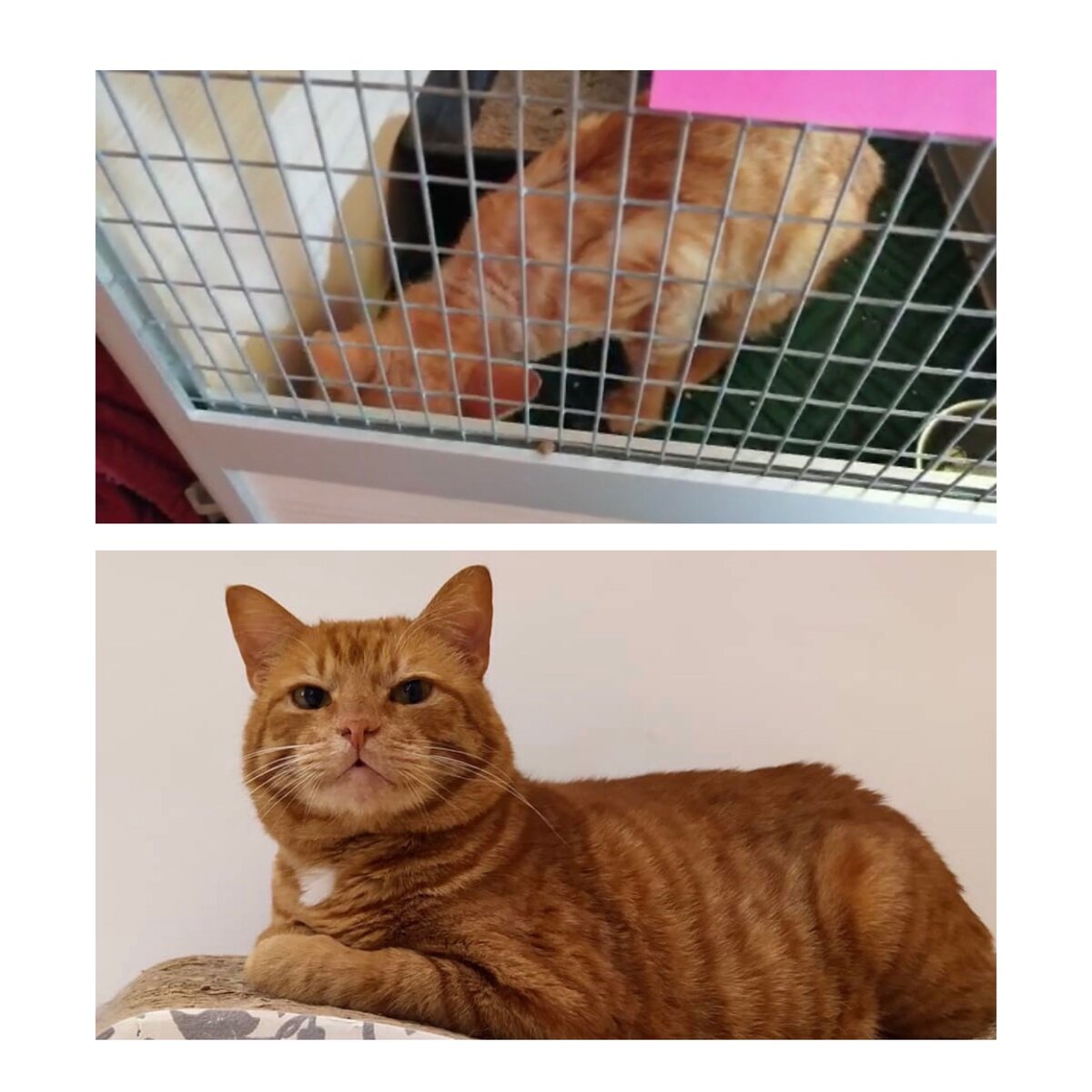 На верхнем фото видно насколько истощен был кот, когда его нашли