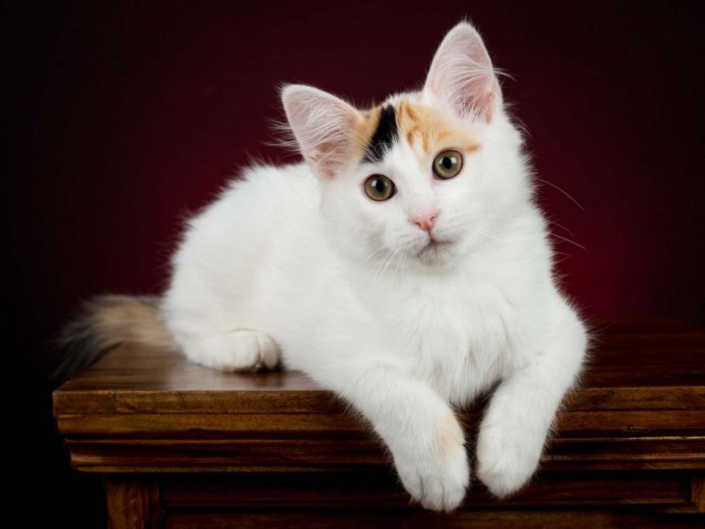 Турецкий ван