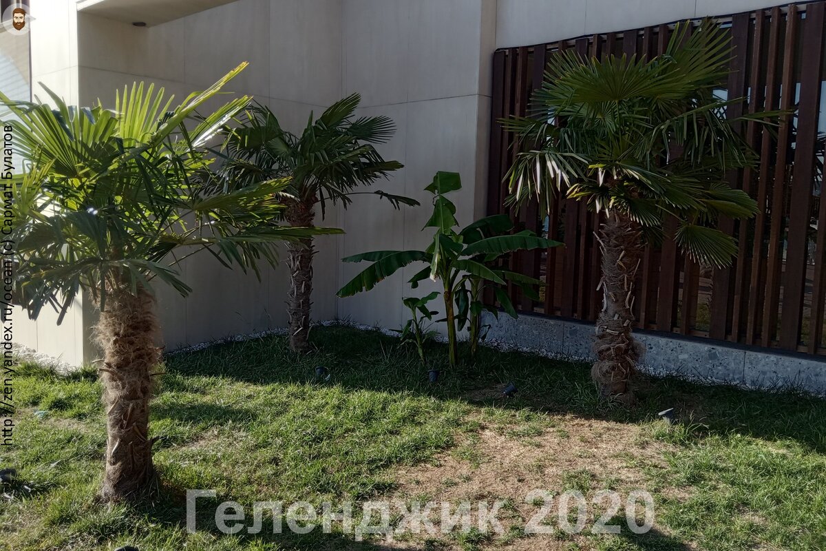 Пальмы, которые были высажены этой весной