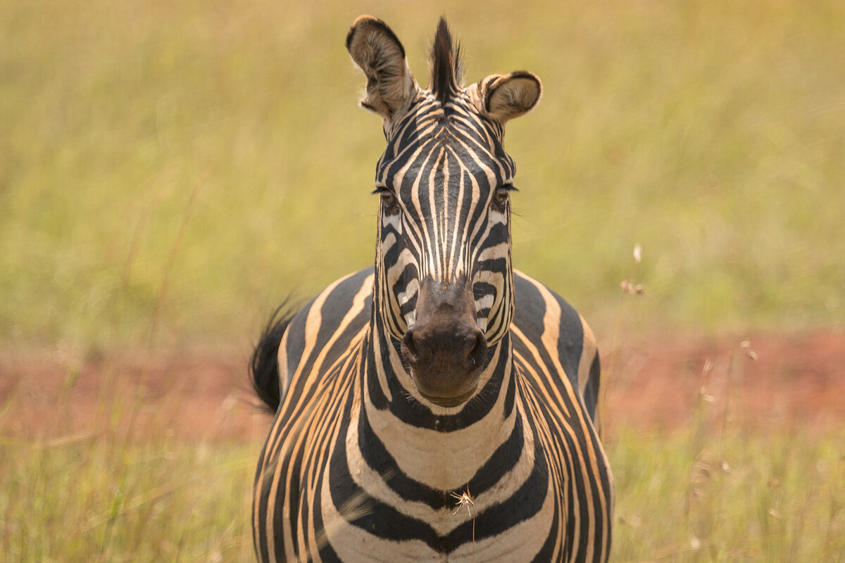 5 интересных фактов о зебрах