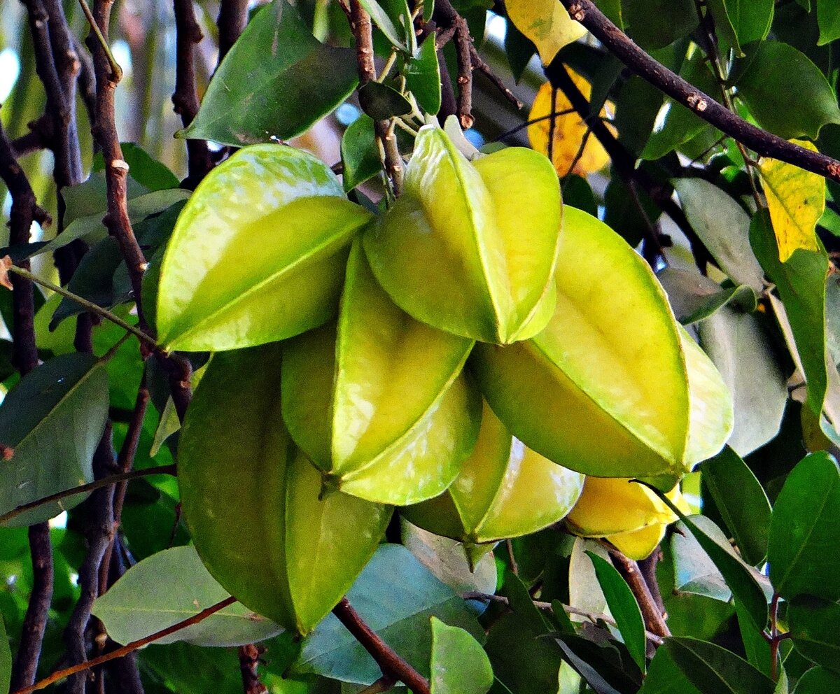 Джекфрукт - jackfruit - (тайское название - kha-nun)
