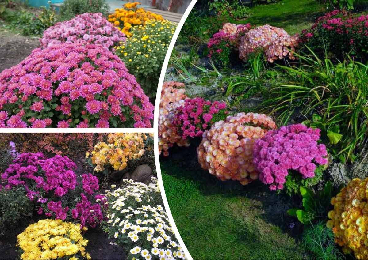 Хризантема (Chrysanthemum)