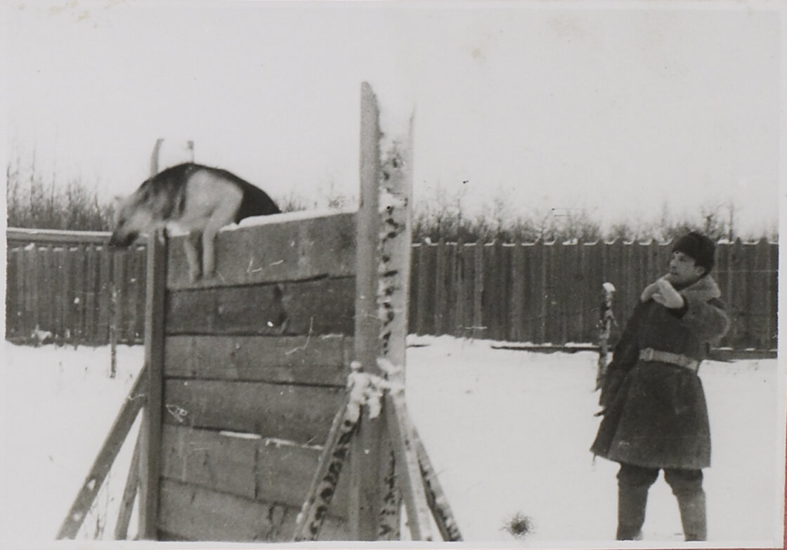 Служебные собаки. УИТК г. Москвы и Московской области, 1944. ГАРФ, ф. 9414, оп. 6, д. 10. 