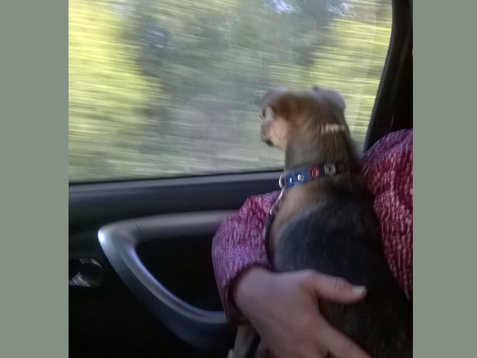 Кнопка едет в машине от последних хозяев снова на передержку. В этом году Кнопка каталась в машине столько.... что по когтям не сосчитать )))