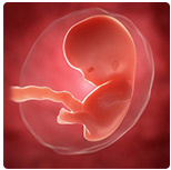 Эмбрион растет, в нем каждую минуту формируется почти миллион новых клеток. К концу седьмой недели в длину он уже достигнет одного сантиметра. К концу восьмой недели будущий младенец вырастет до 1,5-2 см. В это время в его головном мозге начинают формироваться примитивные нервные пути. Во время ультразвукового обследования при КРТ (копчико-теменной размер) более четырех сантиметров специалист сможет определить сердцебиение.