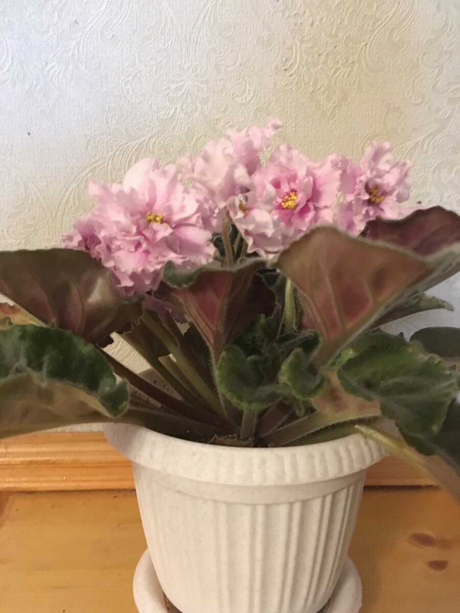 Фиалка от сына