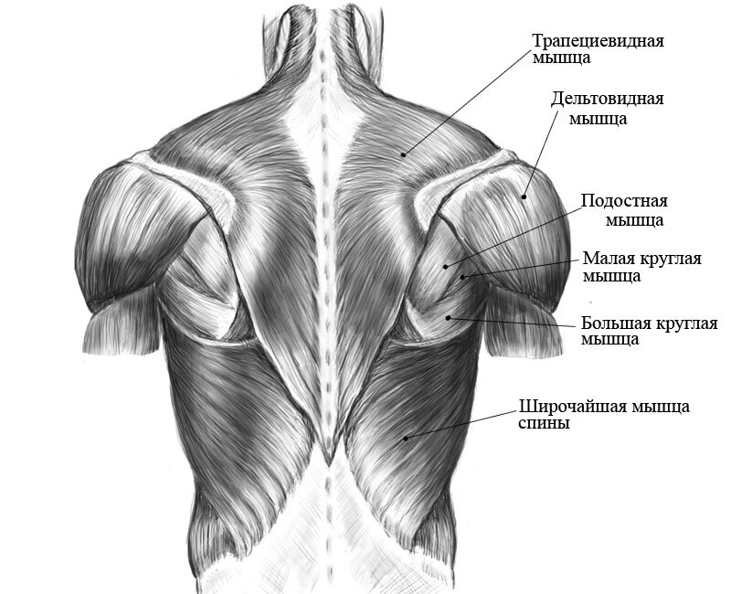 Плечо на картинке