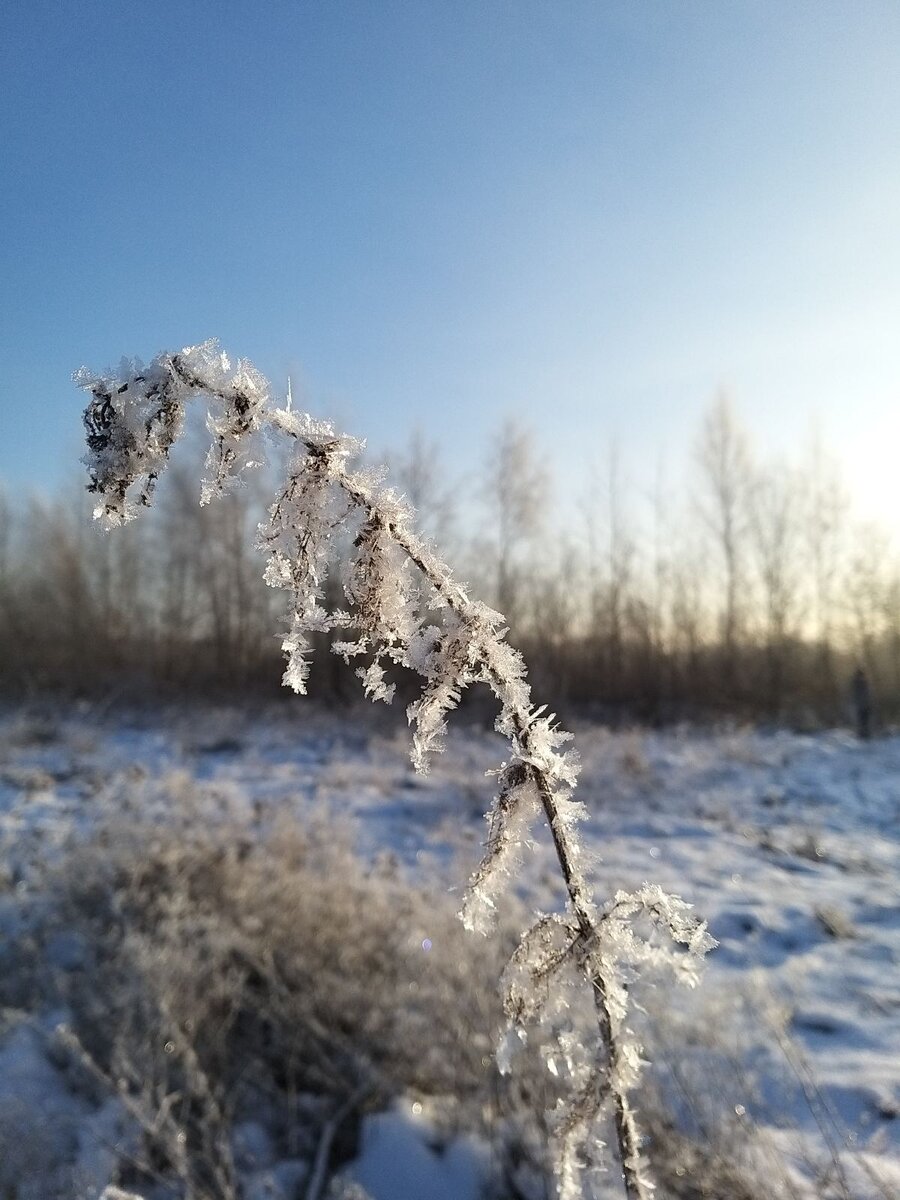 Природа старается - украшает все к Новому году)