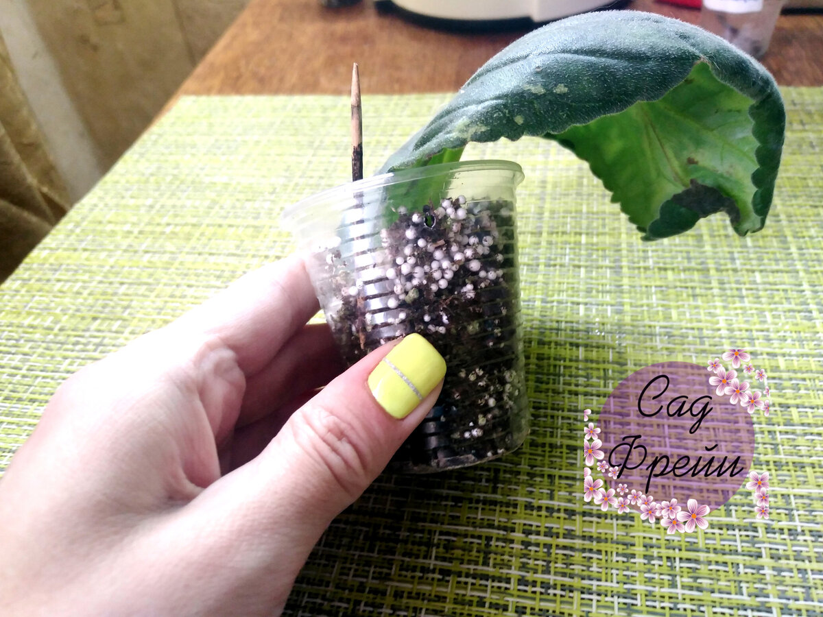 Укоренившийся лист глоксинии: не самые правильные формы